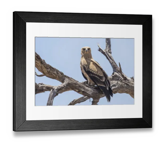 Framed Print : Tawny eagle -Aquila rapax-, Bwabwata National Park, Caprivi Strip, Namibia, Africa Framed Print : Tawny eagle -Aquila rapax-, Bwabwata National Park, Caprivi Strip, Namibia, Africa