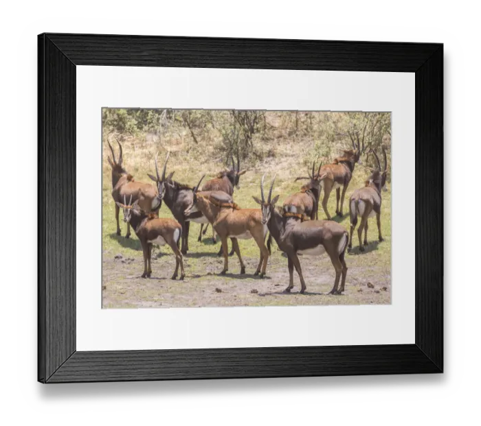 Framed Print : Rappenantelope -Hippotragus niger-, Bwabwata National Park, Caprivi Strip, Namibia, Africa Framed Print : Rappenantelope -Hippotragus niger-, Bwabwata National Park, Caprivi Strip, Namibia, Africa