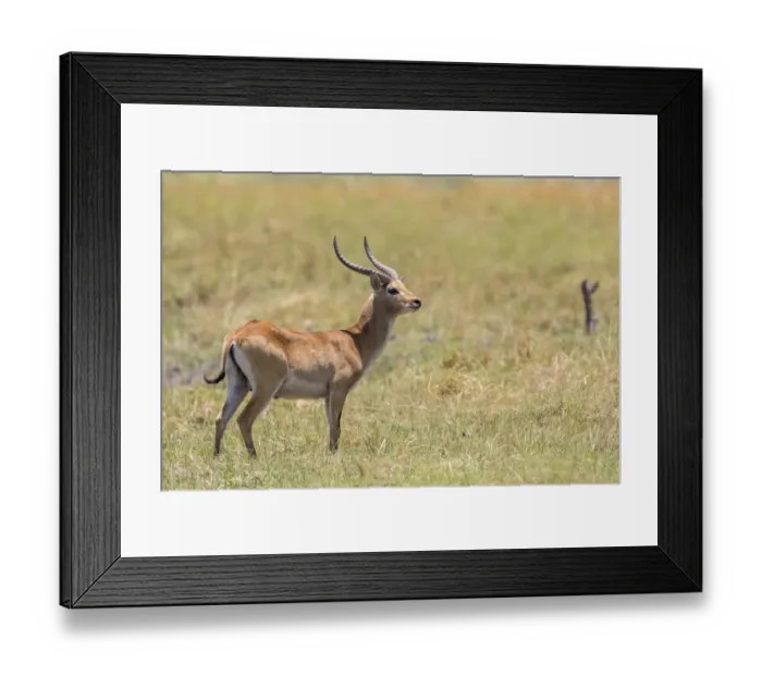 Framed Print : Marsh antelope -Kobus leche-, Bwabwata National Park, Caprivi Strip, Namibia, Africa