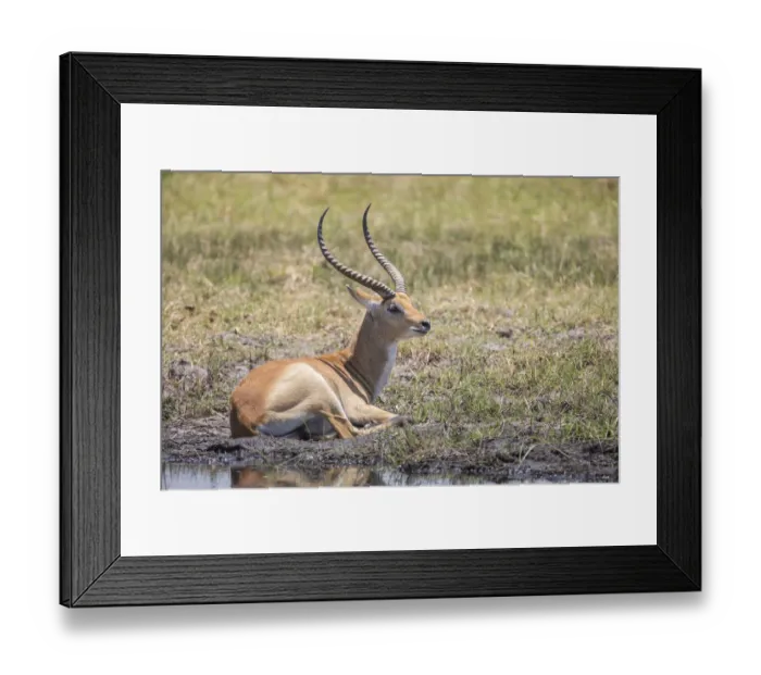 Framed Print : Marsh antelope -Kobus leche-, Bwabwata National Park, Caprivi Strip, Namibia, Africa Framed Print : Marsh antelope -Kobus leche-, Bwabwata National Park, Caprivi Strip, Namibia, Africa