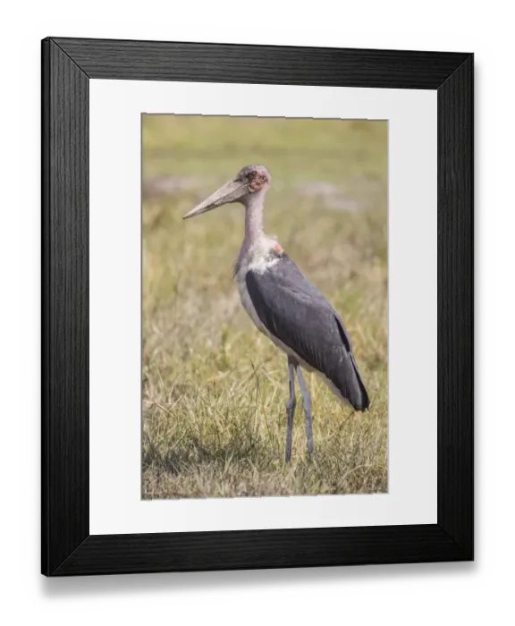 Framed Print : Marabou -Leptoptilos crumeniferus- Bwabwata National Park, Caprivi Strip, Namibia, Africa Framed Print : Marabou -Leptoptilos crumeniferus- Bwabwata National Park, Caprivi Strip, Namibia, Africa
