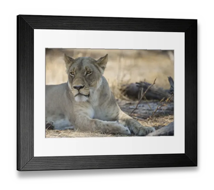 Framed Print : Lion -Panthera leo-, Bwabwata National Park, Caprivi Strip, Namibia, Africa