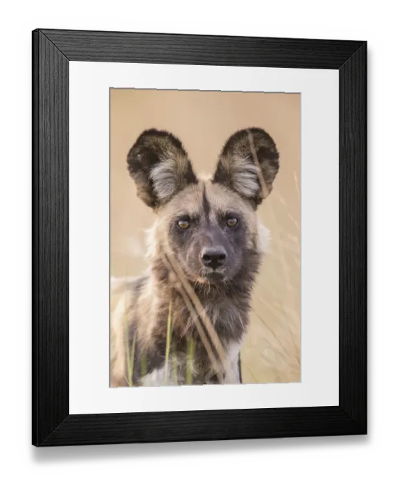 Framed Print : African Wild Dog -Lyacon pictus-, Babwata National Park, Caprivi Strip, Namibia, Africa Framed Print : African Wild Dog -Lyacon pictus-, Babwata National Park, Caprivi Strip, Namibia, Africa