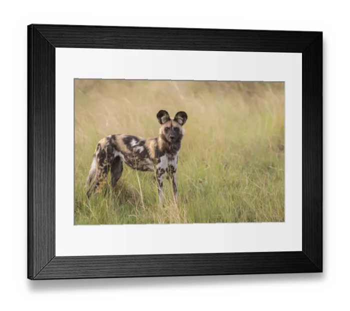 Framed Print : African Wild Dog -Lyacon pictus-, Babwata National Park, Caprivi Strip, Namibia, Africa Framed Print : African Wild Dog -Lyacon pictus-, Babwata National Park, Caprivi Strip, Namibia, Africa