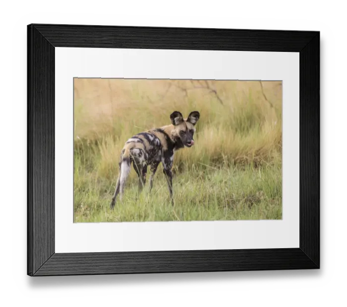 Framed Print : African Wild Dog -Lyacon pictus-, Babwata National Park, Caprivi Strip, Namibia, Africa Framed Print : African Wild Dog -Lyacon pictus-, Babwata National Park, Caprivi Strip, Namibia, Africa