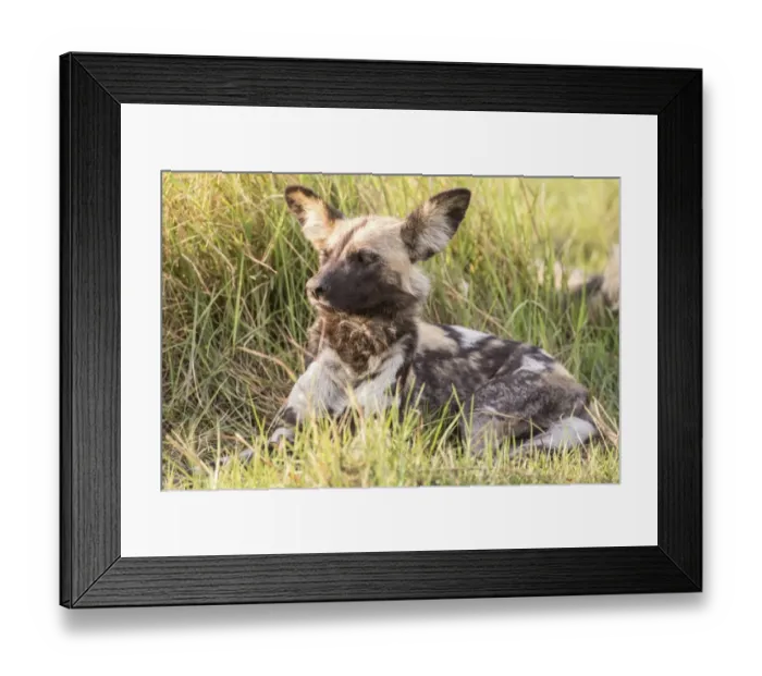 Framed Print : African Wild Dog -Lyacon pictus-, Babwata National Park, Caprivi Strip, Namibia, Africa Framed Print : African Wild Dog -Lyacon pictus-, Babwata National Park, Caprivi Strip, Namibia, Africa