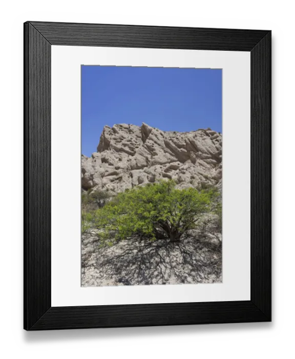Framed Print : Acacia shrub and geological formations of a dry lake bed in the Monument Natural Angastaco, Salta, Argentina Framed Print : Acacia shrub and geological formations of a dry lake bed in the Monument Natural Angastaco, Salta, Argentina