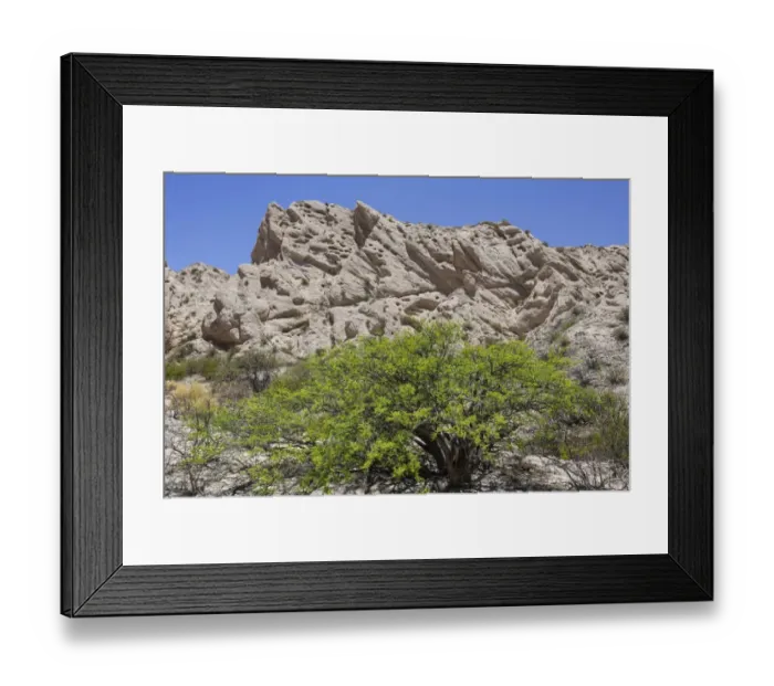 Framed Print : Acacia shrub and geological formations of a dry lake bed in the Monument Natural Angastaco, Salta, Argentina Framed Print : Acacia shrub and geological formations of a dry lake bed in the Monument Natural Angastaco, Salta, Argentina