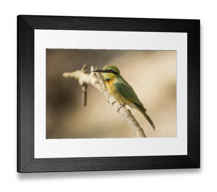 Framed Print : Zwergspint -Merops pusillus-, Mudumu National Park, Caprivi Strip, Namibia, Africa