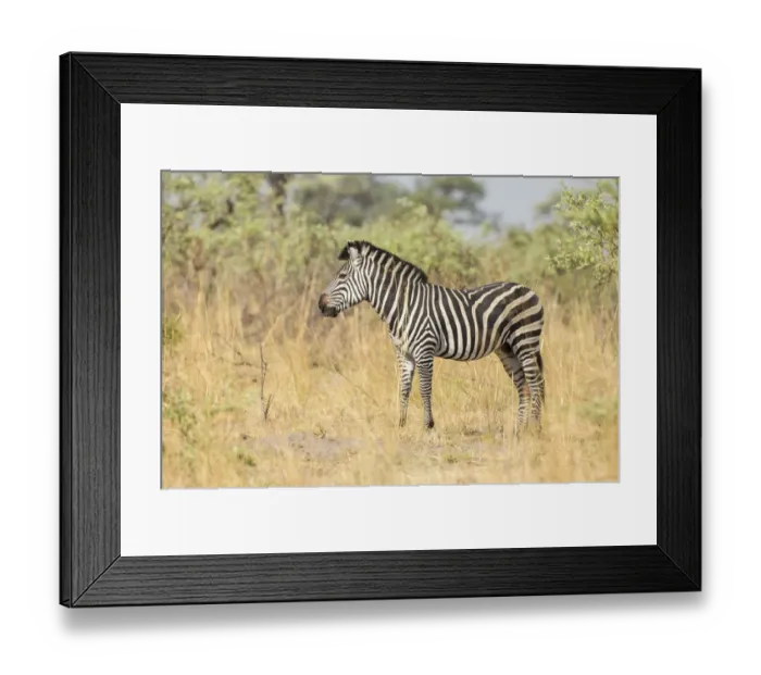 Framed Print : Plains Zebra -Equus quagga-, Mudumu National Park, Caprivi Strip, Namibia, Africa