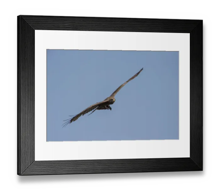 Framed Print : Yellow-billed Kite -Milvus aegyptius- in flight, Mamili National Park, Caprivi Strip, Namibia, Africa Framed Print : Yellow-billed Kite -Milvus aegyptius- in flight, Mamili National Park, Caprivi Strip, Namibia, Africa