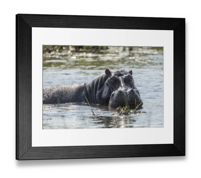 Framed Print : Hippopotamus -Hippopotamus amphibius-, Mamili National Park, Caprivi Strip, Namibia, Africa Framed Print : Hippopotamus -Hippopotamus amphibius-, Mamili National Park, Caprivi Strip, Namibia, Africa