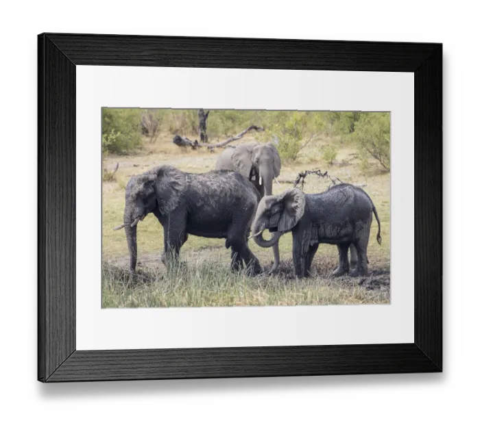 Framed Print : African Bush Elephants -Loxodonta africana-, Madumu National Park, Caprivi Strip, Namibia, Africa