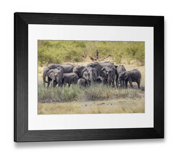 Framed Print : African Bush Elephants -Loxodonta africana-, Madumu National Park, Caprivi Strip, Namibia, Africa Framed Print : African Bush Elephants -Loxodonta africana-, Madumu National Park, Caprivi Strip, Namibia, Africa