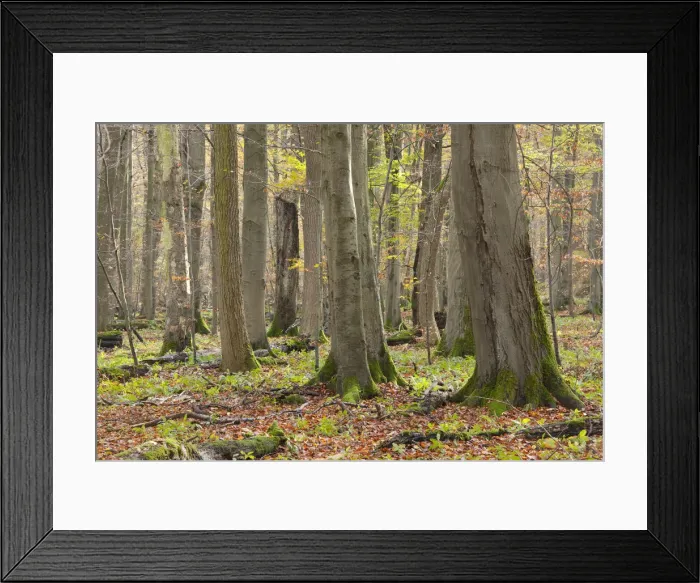 Framed Print : European Beech or Common Beech -Fagus sylvatica-, European beech forest in autumn, Hainich National Park, Thuringia, Germany Framed Print : European Beech or Common Beech -Fagus sylvatica-, European beech forest in autumn, Hainich National Park, Thuringia, Germany