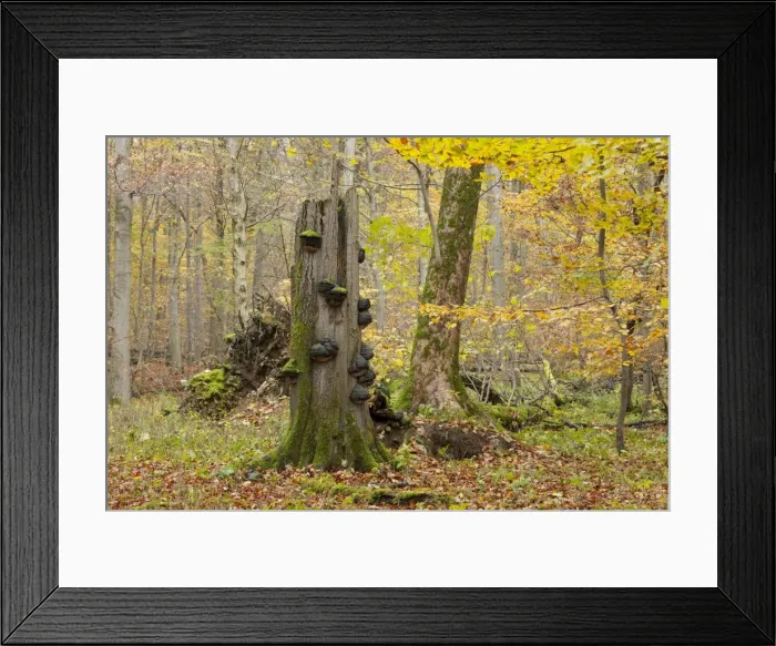 Framed Print : Dead European Beech or Common Beech -Fagus sylvatica- with Tinder Fungus, Hoof Fungus or Tinder Conk -Fomes fomentarius- in a beech forest in autumn, Hainich National Park, Thuringia, Germany Framed Print : Dead European Beech or Common Beech -Fagus sylvatica- with Tinder Fungus, Hoof Fungus or Tinder Conk -Fomes fomentarius- in a beech forest in autumn, Hainich National Park, Thuringia, Germany