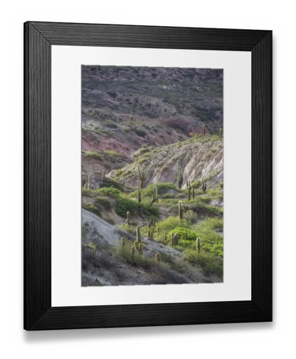 Framed Print : Plateau with Echinopsis atacamensis cacti, Cachi, Salta, Argentina Framed Print : Plateau with Echinopsis atacamensis cacti, Cachi, Salta, Argentina