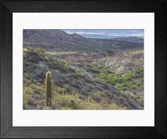 Framed Print : Plateau with Echinopsis atacamensis cacti, Cachi, Salta, Argentina Framed Print : Plateau with Echinopsis atacamensis cacti, Cachi, Salta, Argentina