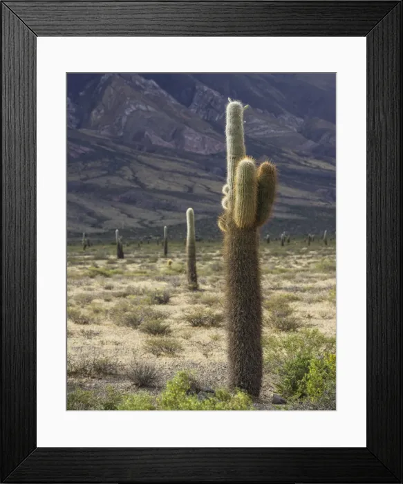Framed Print : Plateau with Echinopsis atacamensis cacti, Cachi, Salta, Argentina Framed Print : Plateau with Echinopsis atacamensis cacti, Cachi, Salta, Argentina