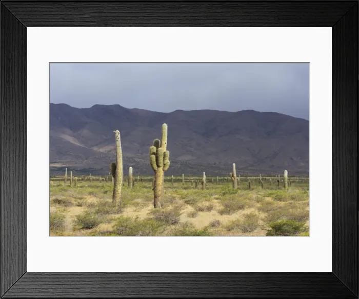 Framed Print : Plateau with Echinopsis atacamensis cacti, Cachi, Salta, Argentina Framed Print : Plateau with Echinopsis atacamensis cacti, Cachi, Salta, Argentina