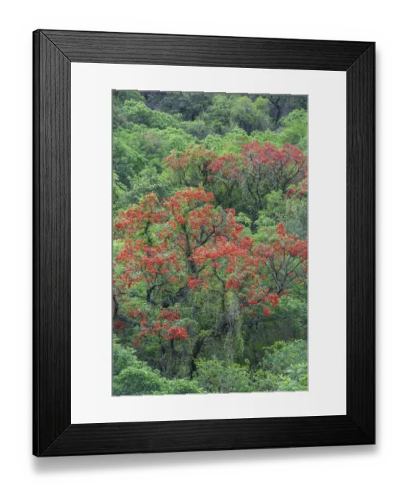 Framed Print : Blooming Cockspur Coral Tree -Erythrina crista-galli-, Salta, Argentina Framed Print : Blooming Cockspur Coral Tree -Erythrina crista-galli-, Salta, Argentina