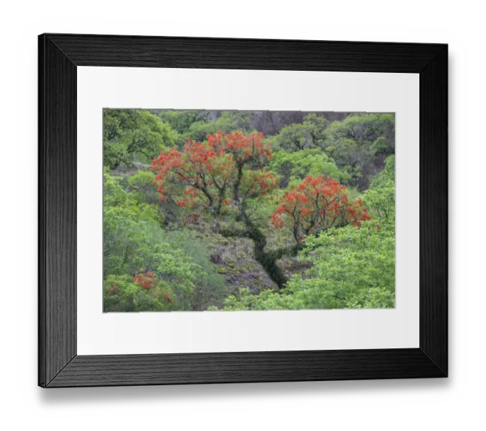 Framed Print : Blooming Cockspur Coral Tree -Erythrina crista-galli-, Salta, Argentina Framed Print : Blooming Cockspur Coral Tree -Erythrina crista-galli-, Salta, Argentina