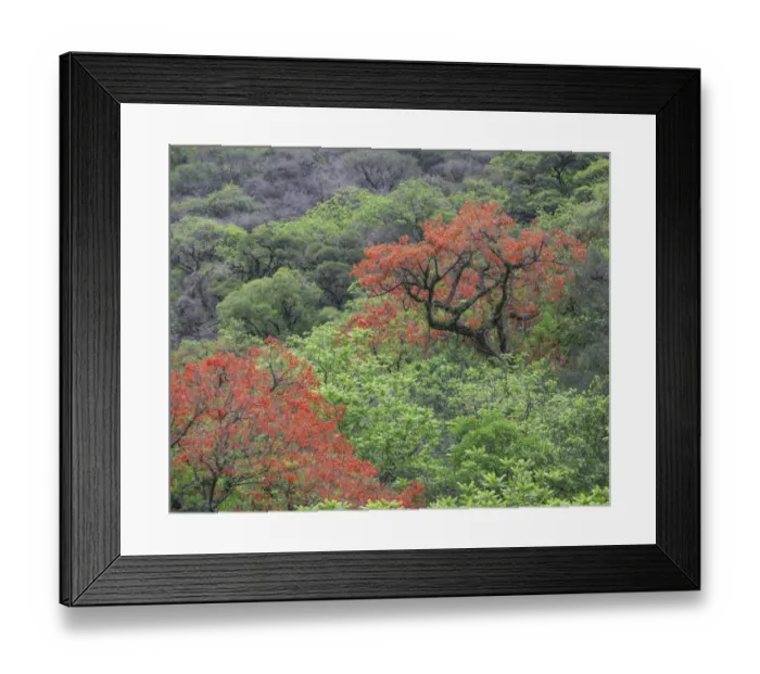 Framed Print : Blooming Cockspur Coral Tree -Erythrina crista-galli-, Salta, Argentina Framed Print : Blooming Cockspur Coral Tree -Erythrina crista-galli-, Salta, Argentina