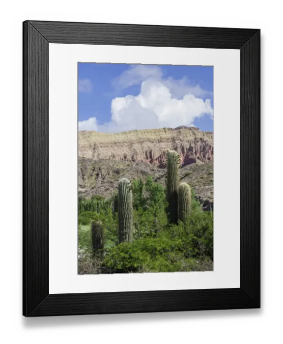 Framed Print : Echinopsis atacamensis cacti, Tilcara, Jujuy Province, Argentina Framed Print : Echinopsis atacamensis cacti, Tilcara, Jujuy Province, Argentina