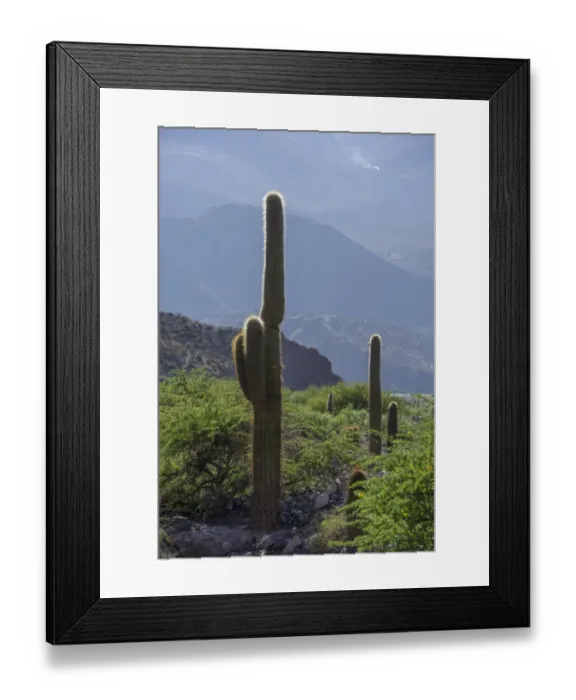Framed Print : Cardon cacti -Echinopsis atacamensis-, Tilcara, Jujuy Province, Argentina Framed Print : Cardon cacti -Echinopsis atacamensis-, Tilcara, Jujuy Province, Argentina