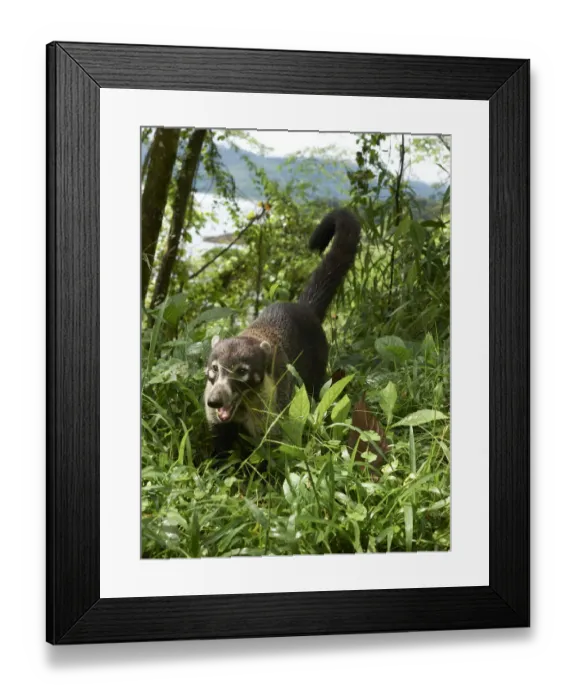 Framed Print : White-nosed coati -Nasua narica- -Nasua narica-, Guanacaste Province, Costa Rica, Central America Framed Print : White-nosed coati -Nasua narica- -Nasua narica-, Guanacaste Province, Costa Rica, Central America