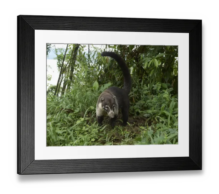 Framed Print : White-nosed coati -Nasua narica- -Nasua narica-, Guanacaste Province, Costa Rica, Central America Framed Print : White-nosed coati -Nasua narica- -Nasua narica-, Guanacaste Province, Costa Rica, Central America
