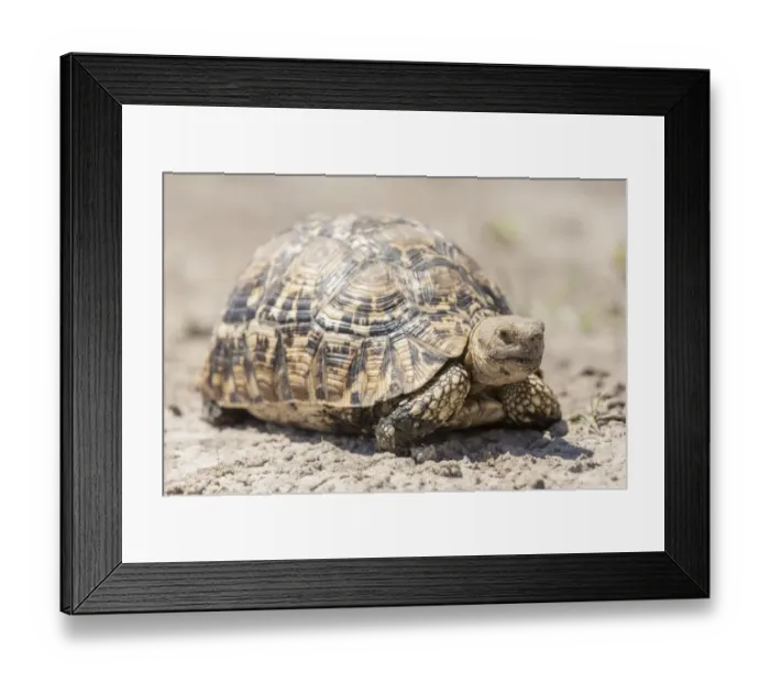 Framed Print : Leopard tortoise -Geochelone pardalis-, Mamili National Park, Caprivi Strip, Namibia, Africa Framed Print : Leopard tortoise -Geochelone pardalis-, Mamili National Park, Caprivi Strip, Namibia, Africa