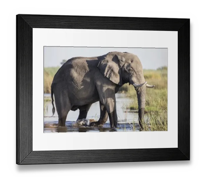 Framed Print : African Bush Elephant -Loxodonta africana-, Mamili National Park, Caprivi Strip, Namibia, Africa Framed Print : African Bush Elephant -Loxodonta africana-, Mamili National Park, Caprivi Strip, Namibia, Africa