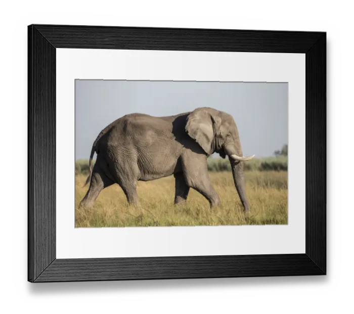Framed Print : African Bush Elephant -Loxodonta africana-, Mamili National Park, Caprivi Strip, Namibia, Africa Framed Print : African Bush Elephant -Loxodonta africana-, Mamili National Park, Caprivi Strip, Namibia, Africa