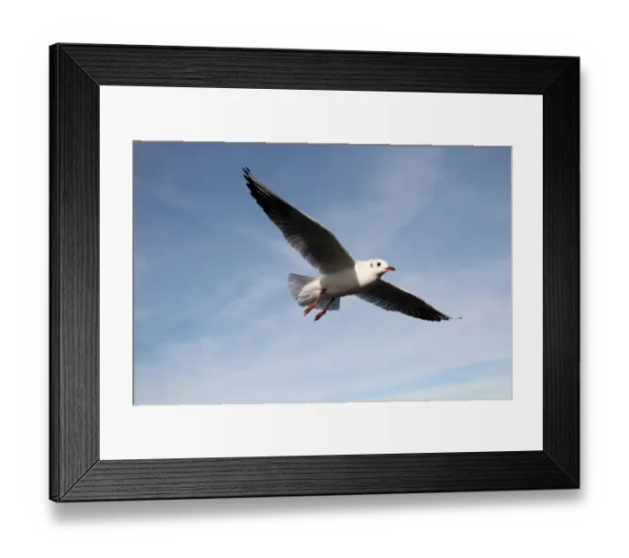 Framed Print : Black-headed gull -Larus ridibundus-, in non-breeding plumage, in flight, Bavaria, Germany, Europe Framed Print : Black-headed gull -Larus ridibundus-, in non-breeding plumage, in flight, Bavaria, Germany, Europe