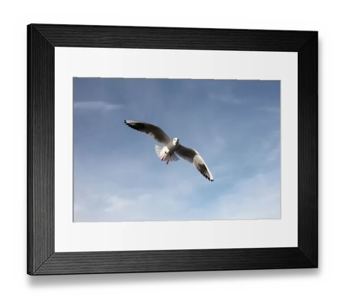 Framed Print : Black-headed gull -Larus ridibundus-, in non-breeding plumage, in flight, Bavaria, Germany, Europe Framed Print : Black-headed gull -Larus ridibundus-, in non-breeding plumage, in flight, Bavaria, Germany, Europe