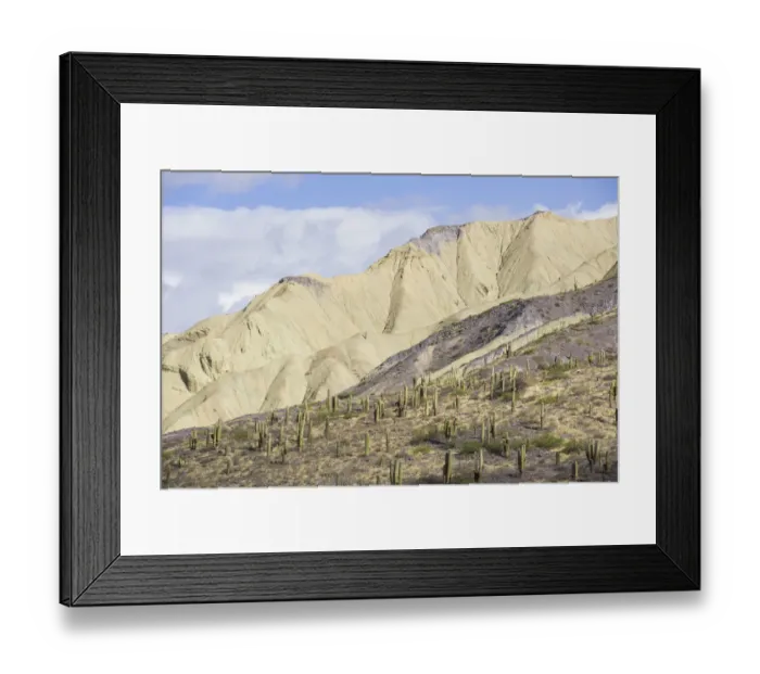 Framed Print : Mountains with Trichocereus pasacana cacti in the foreground, near Purmamarca, Jujuy Province, Argentina Framed Print : Mountains with Trichocereus pasacana cacti in the foreground, near Purmamarca, Jujuy Province, Argentina