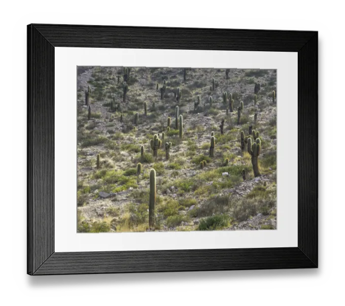 Framed Print : Trichocereus pasacana cacti, Purmamarca, Jujuy Province, Argentina Framed Print : Trichocereus pasacana cacti, Purmamarca, Jujuy Province, Argentina