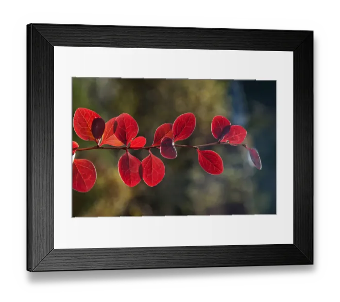 Framed Print : Red Leaf Japanese Barberry -Berberis thunbergii atropurpurea-, branch, Untergroningen, Abtsgmuend, Baden-Wurttemberg, Germany Framed Print : Red Leaf Japanese Barberry -Berberis thunbergii atropurpurea-, branch, Untergroningen, Abtsgmuend, Baden-Wurttemberg, Germany