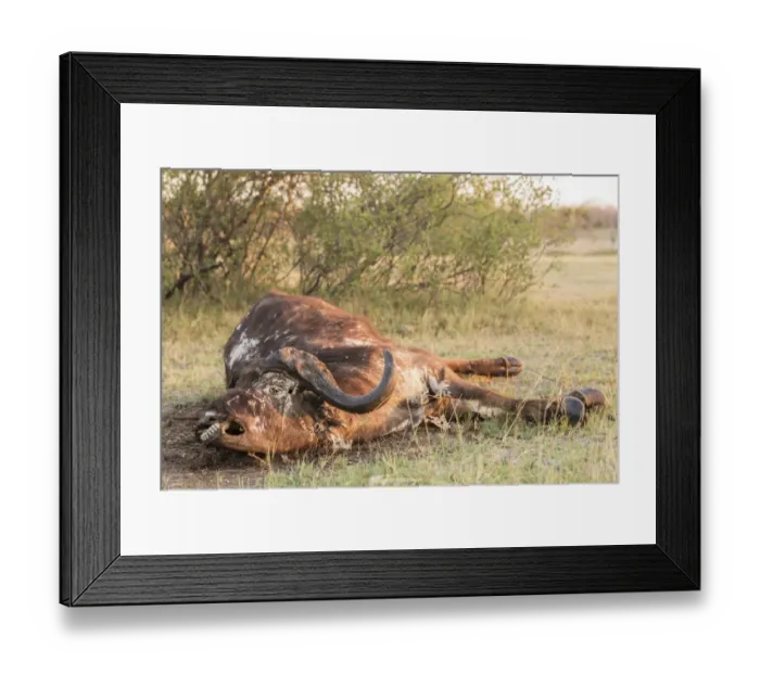 Framed Print : Carcass of a Cape buffalo -Syncerus caffer-, Mamili National Park, Caprivi Strip, Namibia, Africa Framed Print : Carcass of a Cape buffalo -Syncerus caffer-, Mamili National Park, Caprivi Strip, Namibia, Africa