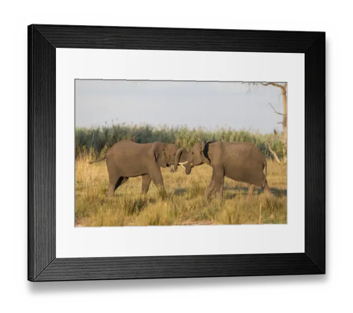 Framed Print : African Bush Elephants -Loxodonta africana-, Mamili National Park, Caprivi Strip, Namibia, Africa Framed Print : African Bush Elephants -Loxodonta africana-, Mamili National Park, Caprivi Strip, Namibia, Africa