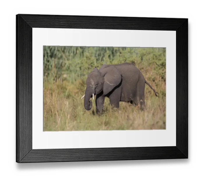 Framed Print : African Bush Elephant -Loxodonta africana-, Mamili National Park, Caprivi Strip, Namibia, Africa Framed Print : African Bush Elephant -Loxodonta africana-, Mamili National Park, Caprivi Strip, Namibia, Africa