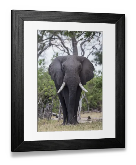 Framed Print : African Bush Elephant -Loxodonta africana-, Mamili National Park, Caprivi Strip, Namibia, Africa Framed Print : African Bush Elephant -Loxodonta africana-, Mamili National Park, Caprivi Strip, Namibia, Africa
