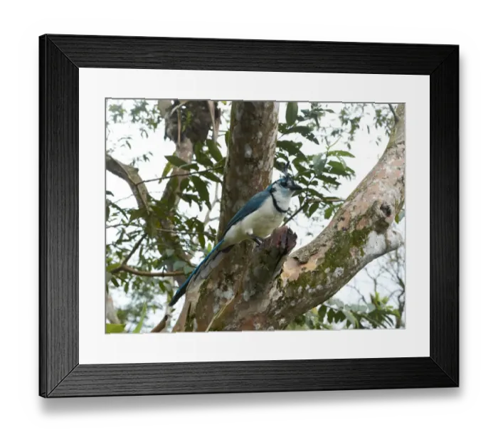 Framed Print : White-throated Magpie-Jay -Calocitta formosa-, Arenal Volcano National Park, Guanacaste province, Costa Rica, Central America Framed Print : White-throated Magpie-Jay -Calocitta formosa-, Arenal Volcano National Park, Guanacaste province, Costa Rica, Central America
