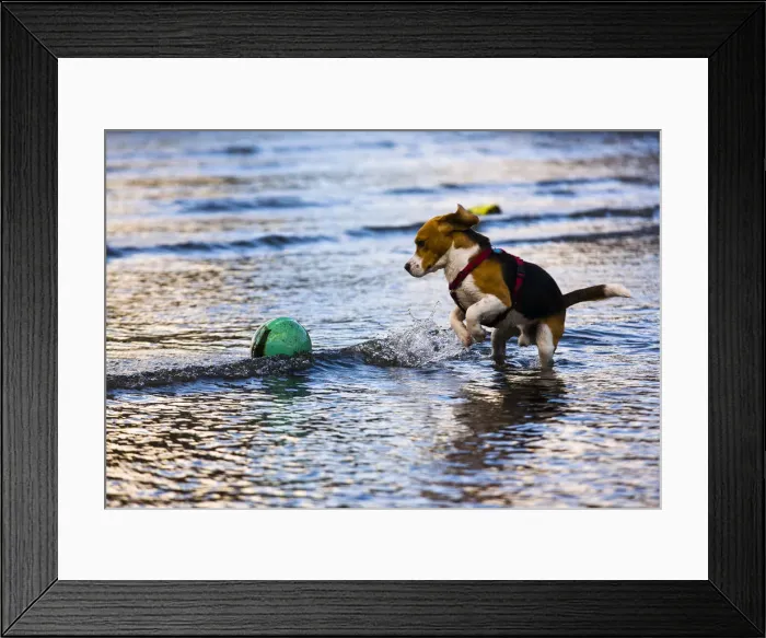 Framed Print : Tricolour Beagle, male playing in the water with a buoy Framed Print : Tricolour Beagle, male playing in the water with a buoy
