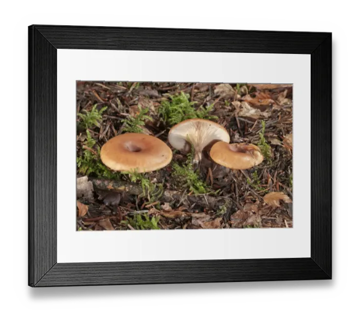 Framed Print : Wild mushroom -Lepista inversa-, Untergroeningen, Baden-Wuerttemberg, Germany, Europe Framed Print : Wild mushroom -Lepista inversa-, Untergroeningen, Baden-Wuerttemberg, Germany, Europe
