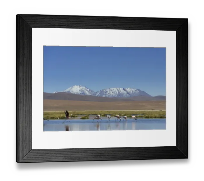 Framed Print : Chilean Flamingos -Phoenicopterus chilensis- at a lake in the highlands, San Pedro de Atacama, Antofagasta Region, Chile