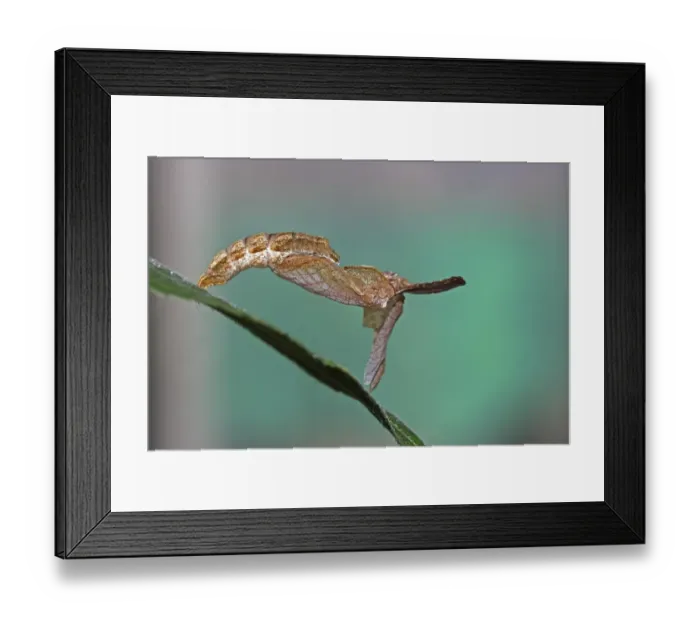 Framed Print : Cocoon, detailed view, Mainau island, Baden-Wuerttemberg, Germany, Europe Framed Print : Cocoon, detailed view, Mainau island, Baden-Wuerttemberg, Germany, Europe