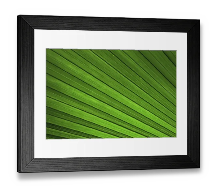 Framed Print : Palm frond, palm leaf, detailed view, Mainau island, Baden-Wuerttemberg, Germany, Europe