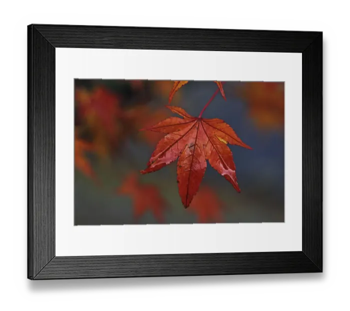 Framed Print : Downy Japanese Maple, Fullmoon Maple -Acer japonicum-, Mainau island, Baden-Wuerttemberg, Germany, Europe Framed Print : Downy Japanese Maple, Fullmoon Maple -Acer japonicum-, Mainau island, Baden-Wuerttemberg, Germany, Europe